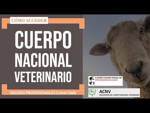 Oposiciones Cuerpo Nacional Veterinario 2024: Guía Completa y Consejos