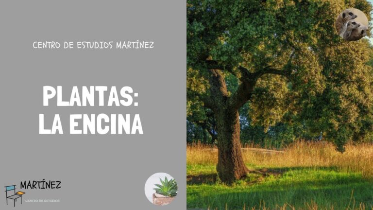 Gu&iacute;a completa para aprobar las oposiciones de Quercus